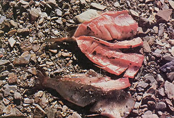 
Surplus fish are cleaned, scored, and dried for future meals
